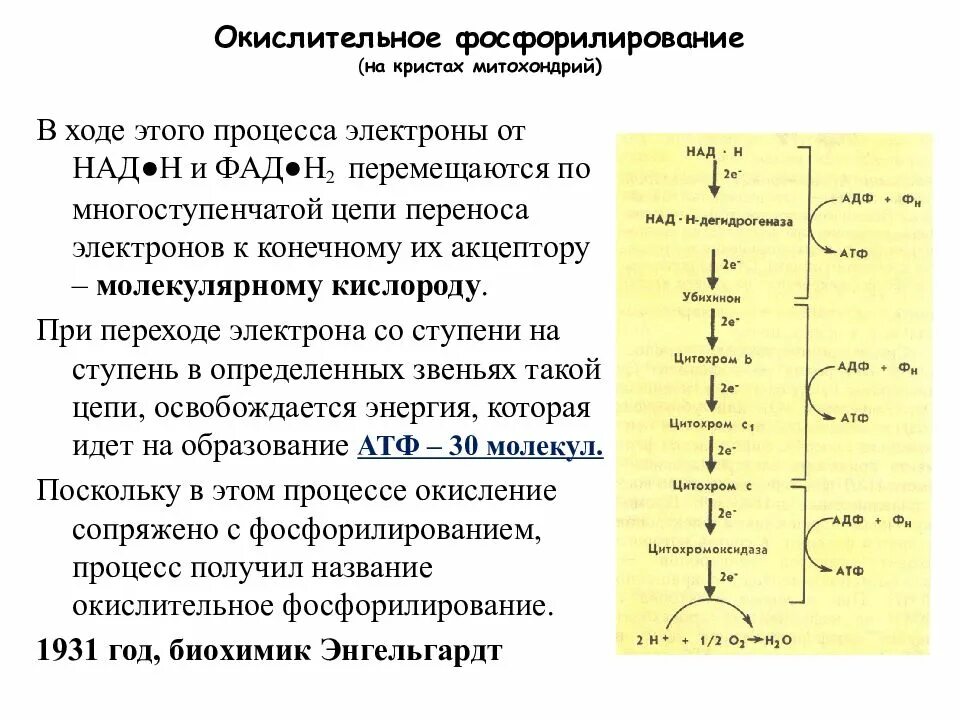 Общая реакция окислительного фосфорилирования. Окислительное фосфорилирование схема реакции. Цикл Кребса и окислительное фосфорилирование. Цепь окислительного фосфорилирования биохимия. Окислительное фосфорилирование этап гликолиза