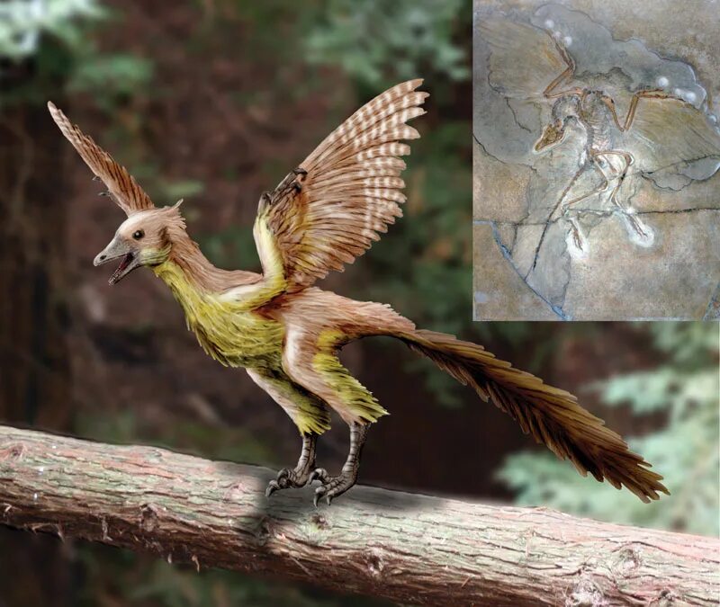 Птицы в древности. Археоптерикс хищник. Юрский Археоптерикс. Археоптерикс динозавр. Древняя птица Археоптерикс.