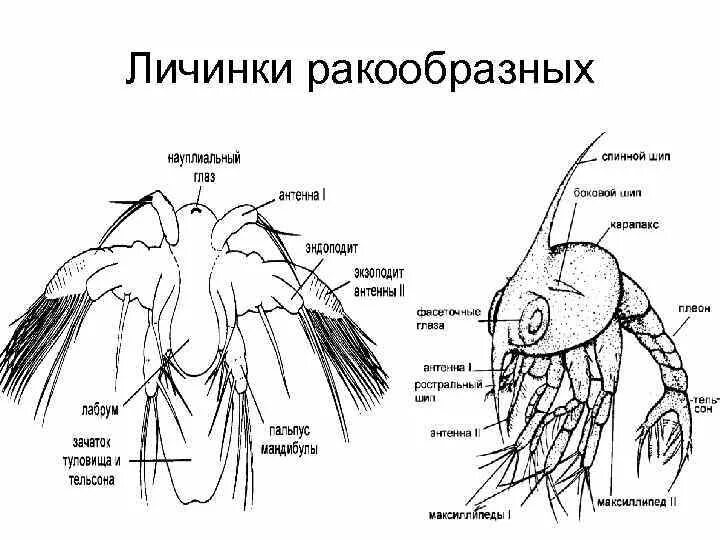 Функции личинки. Личинка науплиус строение. Строение науплиуса ракообразных. Личинка зоеа. Личинки ракообразных.