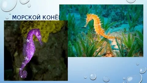 Морские животные презентация
