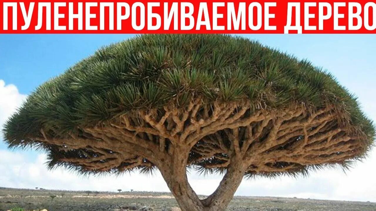 Миф о дереве
