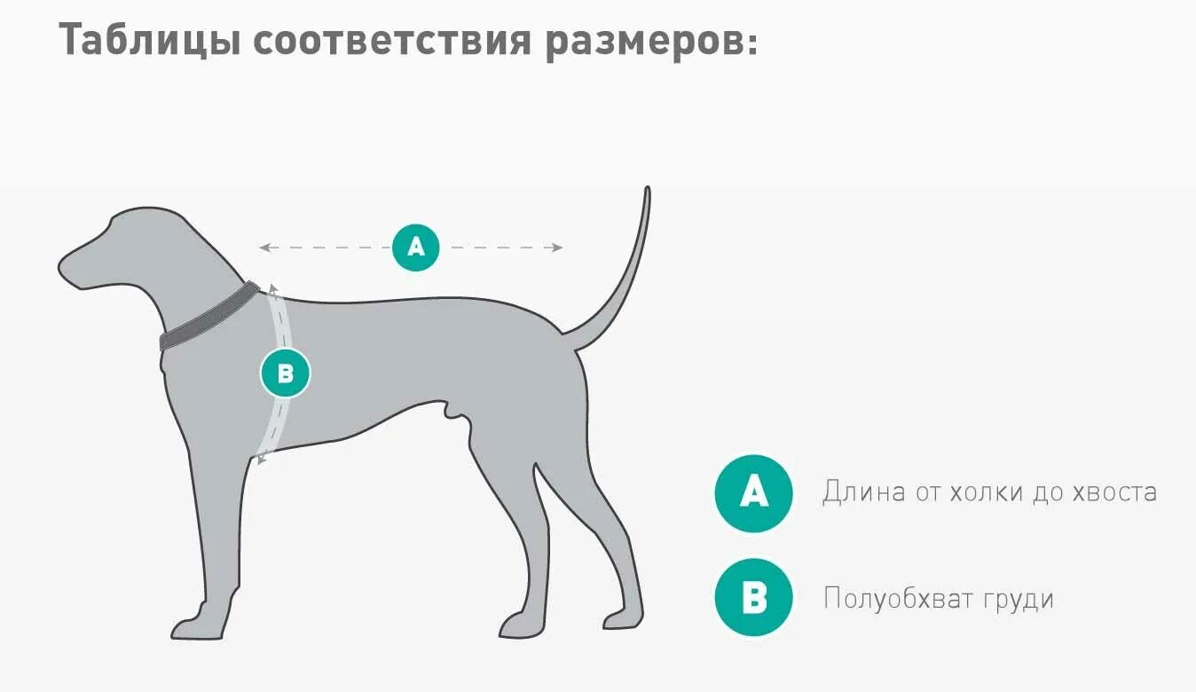 Высокая холка формирующая. Холка у собаки. Загривок у собаки. Размер собаки в холке. Холка у собаки где находится.