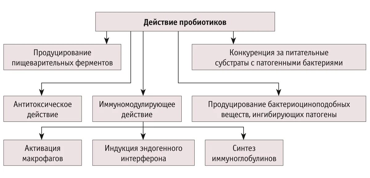 Можно пить с антибиотиками пробиотики. Кластер механизм действия пробиотиков. Механизм действия пробиотиков. Механизмдецствия пробилтиков. Механизмы действия пробиотико.