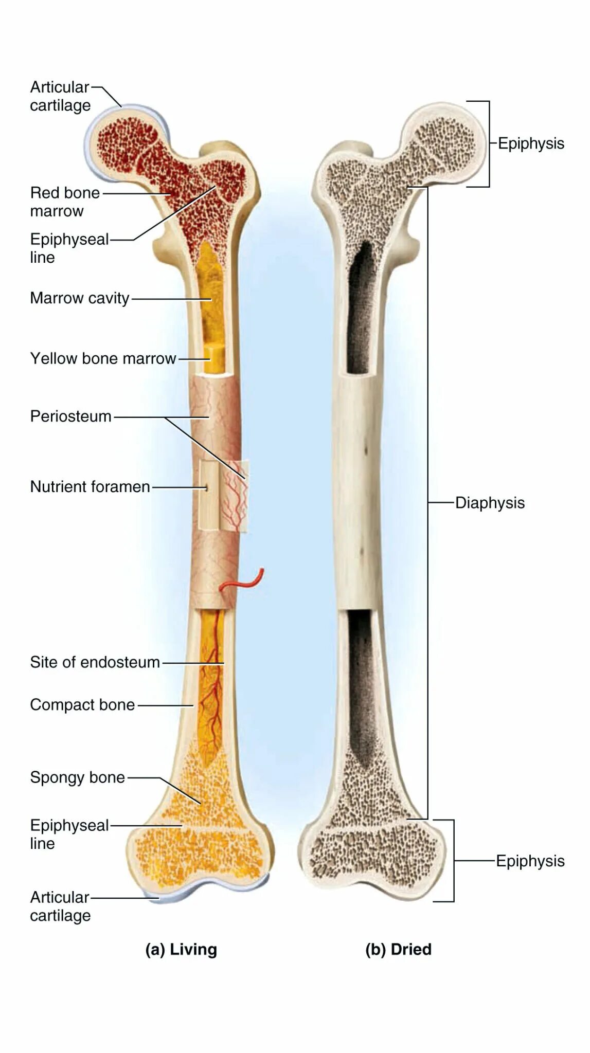 Трубчатая кость заполнена. Апофиз трубчатой кости. Эпифиз и диафиз кости. Диафиз и эпифиз трубчатой кости. Строение кости диафиз эпифиз.