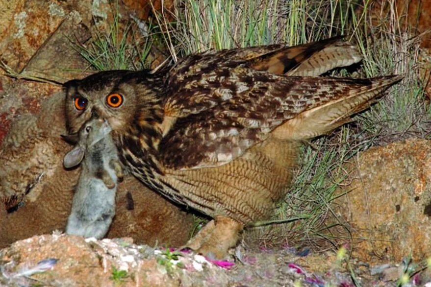 Кролики и птицы. Филин ест. Огромная сова. Филин охотится на зайца. Птица и охотник.