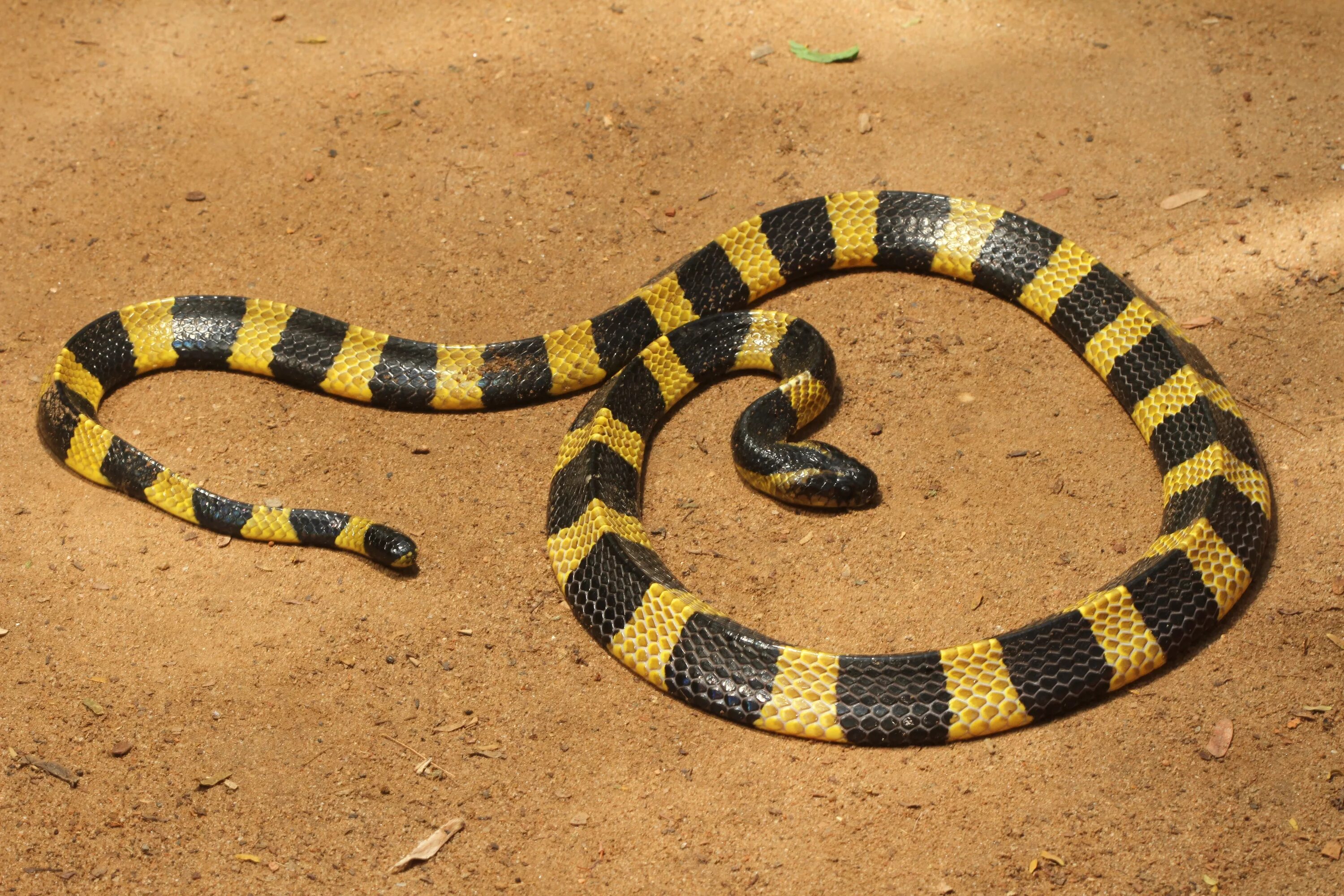 Черная с желтыми пятнами на голове. Ленточный Крайт змея. Малайский Крайт змея. Ленточный Крайт, Bungarus fasciatus. Змея Крайт желтая.