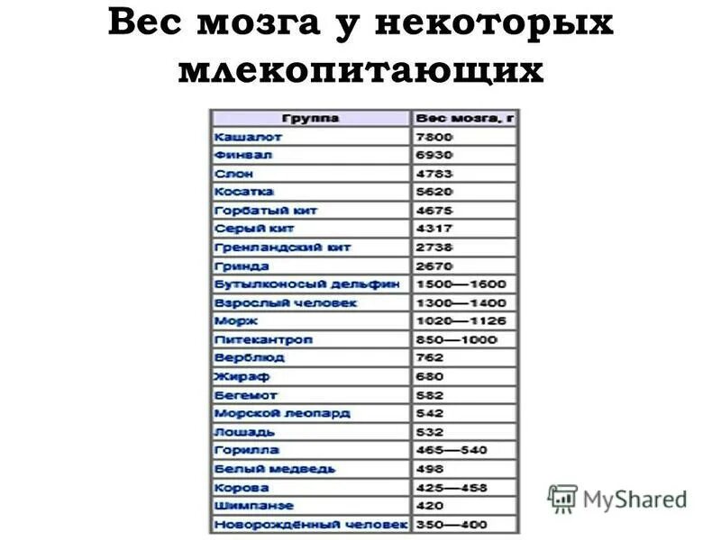 Сколько весил мозг. Вес мозга бурят.