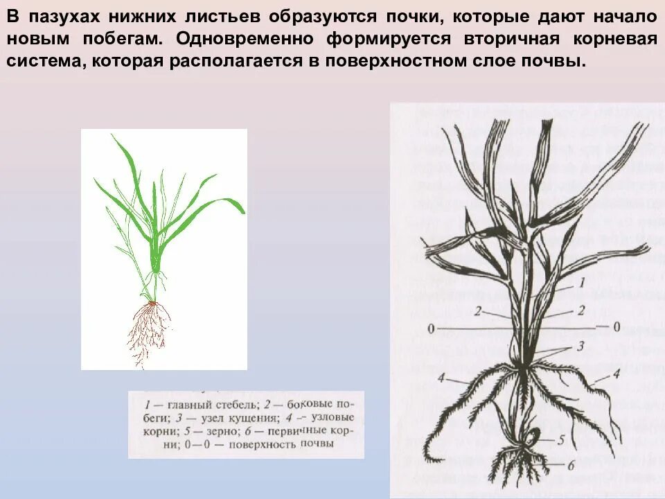 Какие корни образуются на стеблях и листьях. Кущение хлебных злаков. Вторичная корневая система озимой пшеницы. Побег кущения пшеницы. Узел кущения пшеницы.