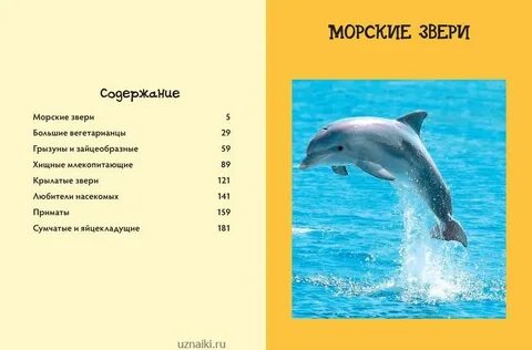 Морские звери узнавание называние краткое описание