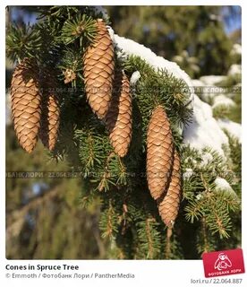 Әйелі күйеуіне мысығын жалауға рұқсат берді