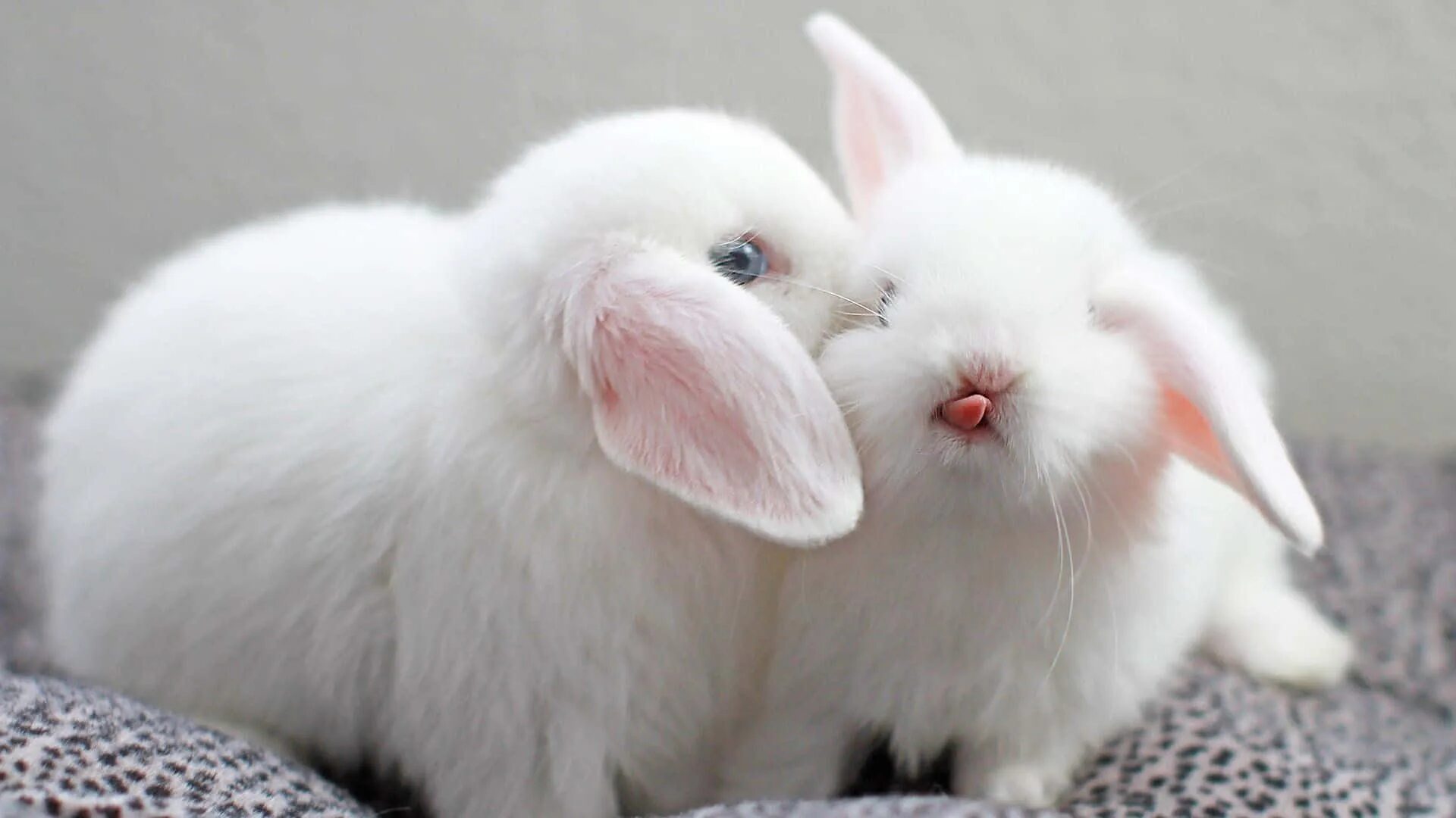 Бунни рэббит. Кролики декоративные карликовые банни. Smutty bunny. Smutty bunny. Белый зайчик.