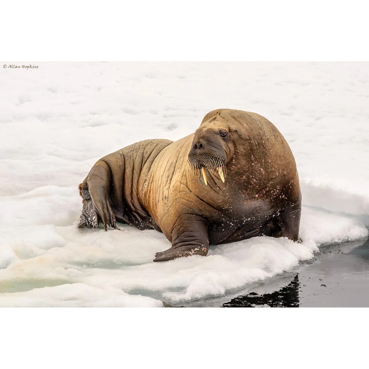 Моржи в тундре. Морж (Odobenus rosmarus). Лаптевский морж. Морж в арктической пустыне. Семейства: Моржовые (Odobenidae);.