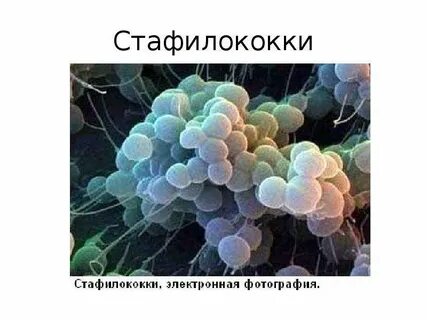 Стафилококк половым