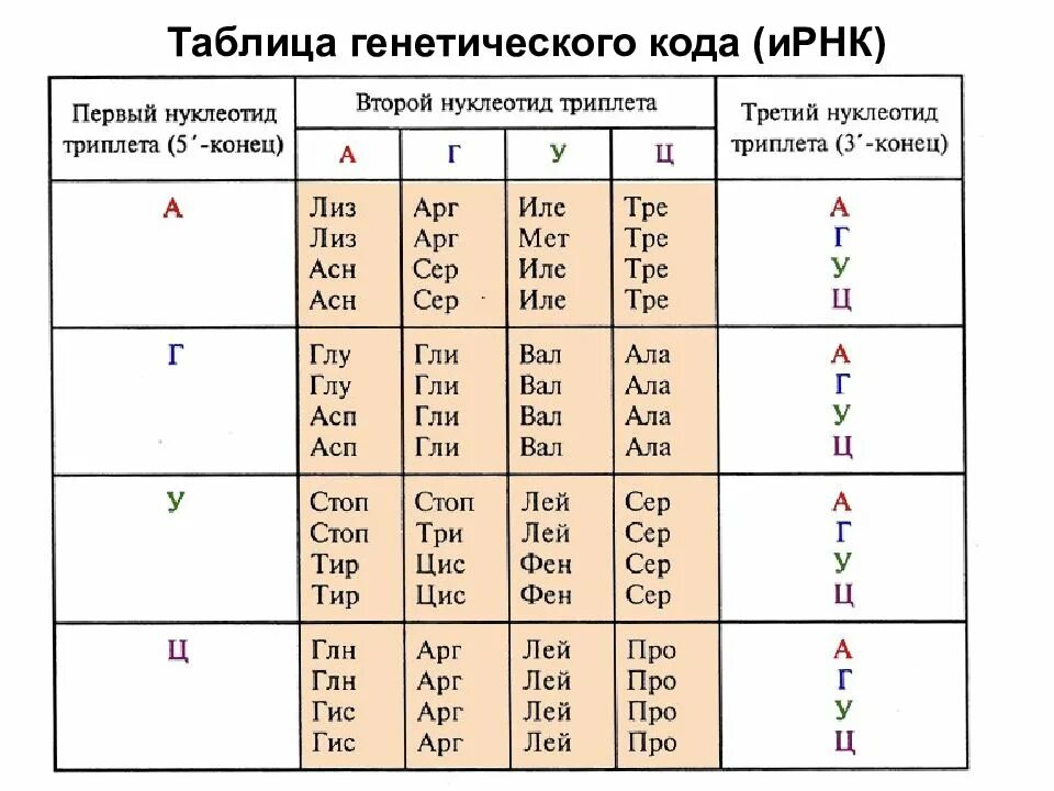 Информационное рнк таблица. Таблица генетического кода ирнк. таблица генетического кода днк и рнк. генетический код аминокислот таблица. аминокислоты таблица генетического кода.