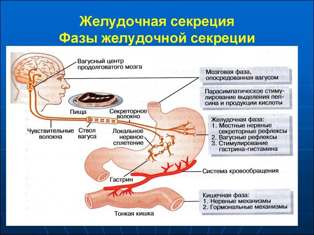 Фазы секреции желудочного сока схема. Фазы секреции желудочного сока физиология схема. Желудочная фаза регуляции секреции ЖКТ. Мозговая фаза секреции желудочного сока схема.