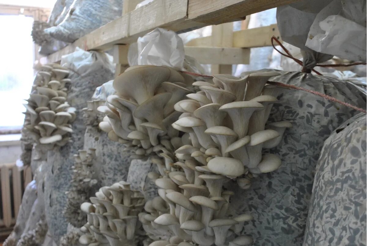 грибы вешенка в мешках. грибная ферма вешенка. мицелий вешенки. грибоводство вешенки. вырастить грибы вешенки в мешках.