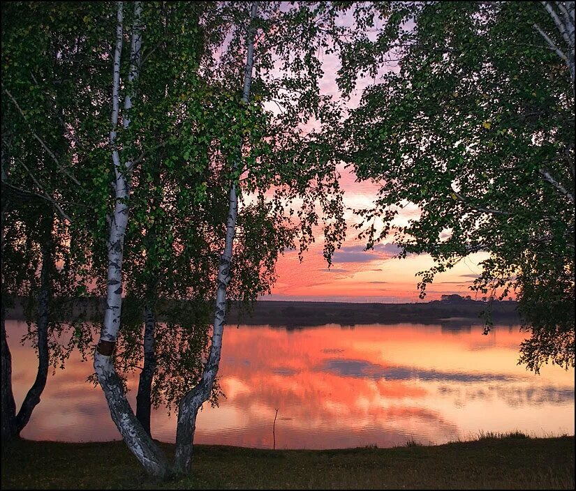 Березы на закате. Рассвет березы. Березка и закат. Вечерняя природа.