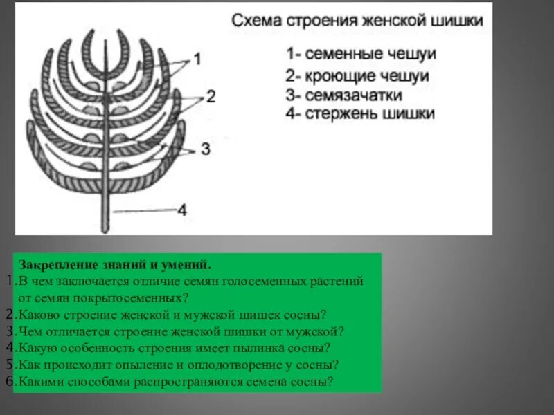 Какую форму имеет строение шишки сосны. Строение женской шишки голосеменных. строение мужской шишки голосеменных растений. строение мужской и женской шишки сосны. продольный разрез женской шишки сосны обыкновенной.