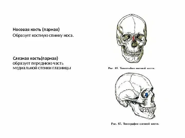 Передняя носовая кость. Передняя носовая кость. Строение и функции носовой кости. Носовая кость вид сбоку. Слезная и носовая кость.