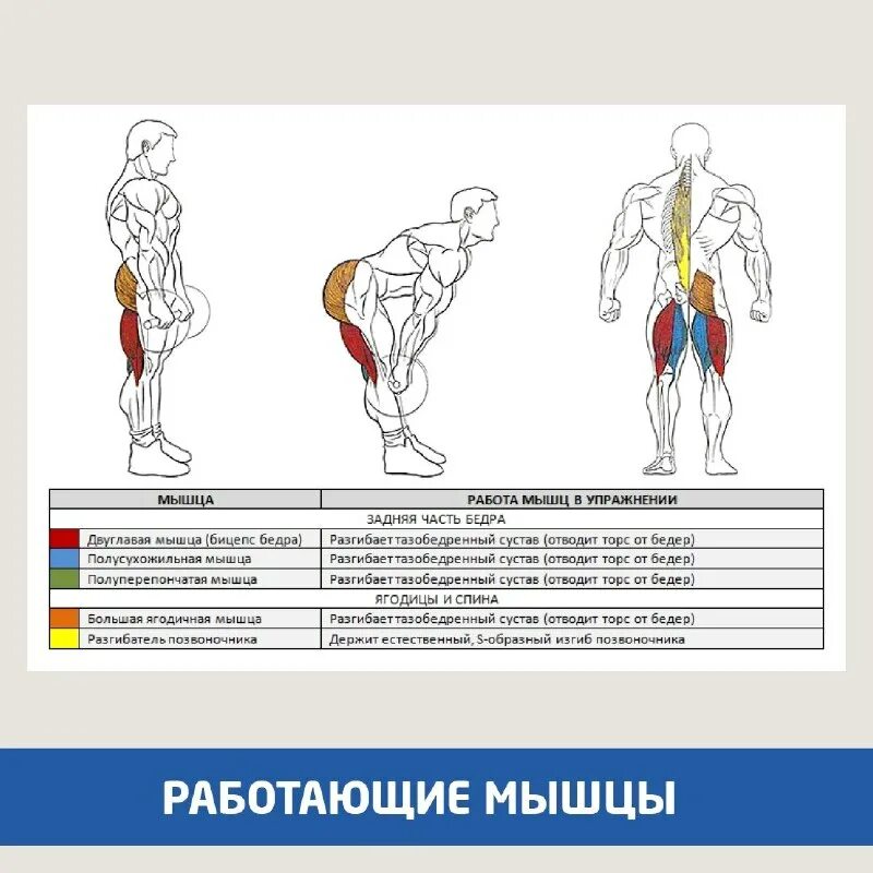 Тяга мышц. Румынская становая тяга мышцы. Румынская тяга на прямых ногах со штангой. Румынская тяга мышцы задействованы. Мертвая тяга какие мышцы.