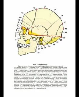 Черепные строение