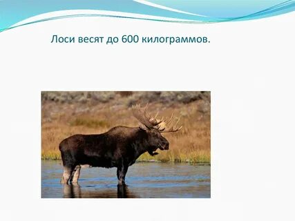 Вес лося взрослого в среднем