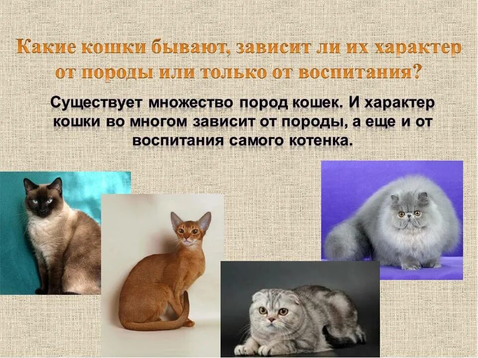 Сибирская короткошерстная кошка описание породы. Справочник по породам кошек. Породы кошек и их характер. Мэй кун о породе характер. Сибирская порода кошек характер.
