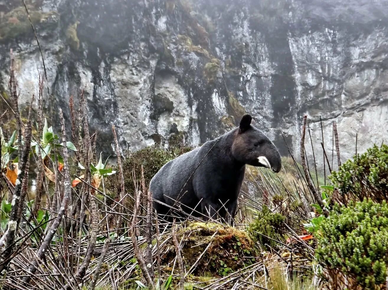 Эндемиком северной америки является животное. Горный тапир (Tapirus pinchaque). Тапир в Южной Америке. Эквадор горный тапир. Тапирсельвы Южной Америки.