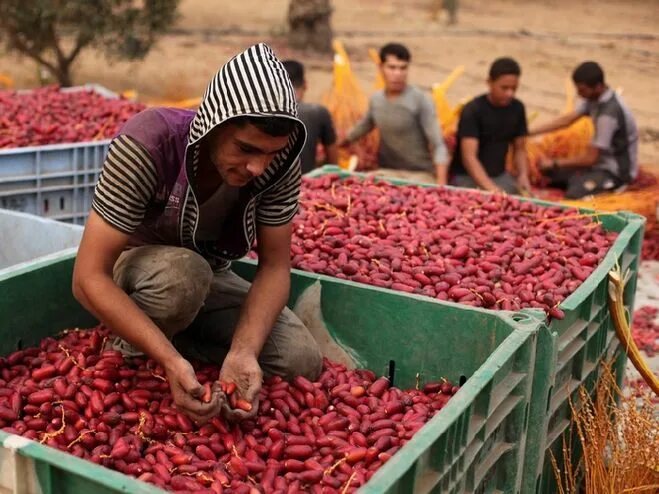 Сбор урожая фиников. Сбор урожая фиников. Финиковая пальма в африке. Финиковая пальма в африке. Финиковое дерево иран.