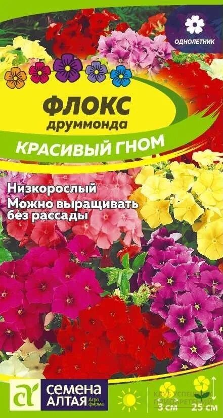 Цветы флокс красивый гном. Флокс Гном однолетник. Флокс красивый Гном 0,2 г. Флоксы Гном однолетние. Флоксы однолетки Гном.