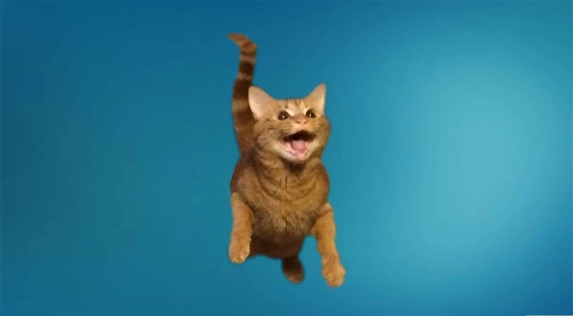 Кот летит мем. Радостный котик. кот в прыжке. летающий кот. счастливый кот.
