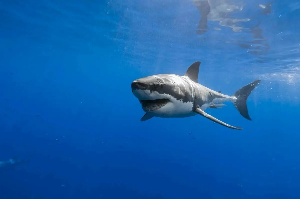 Какую скорость развивает белая акула. Большая белая акула (Carcharodon carcharias). Акула белая, акула-людоед, кархародон. Хрящевые рыбы акула белая. Большая белая акула (great White Shark).