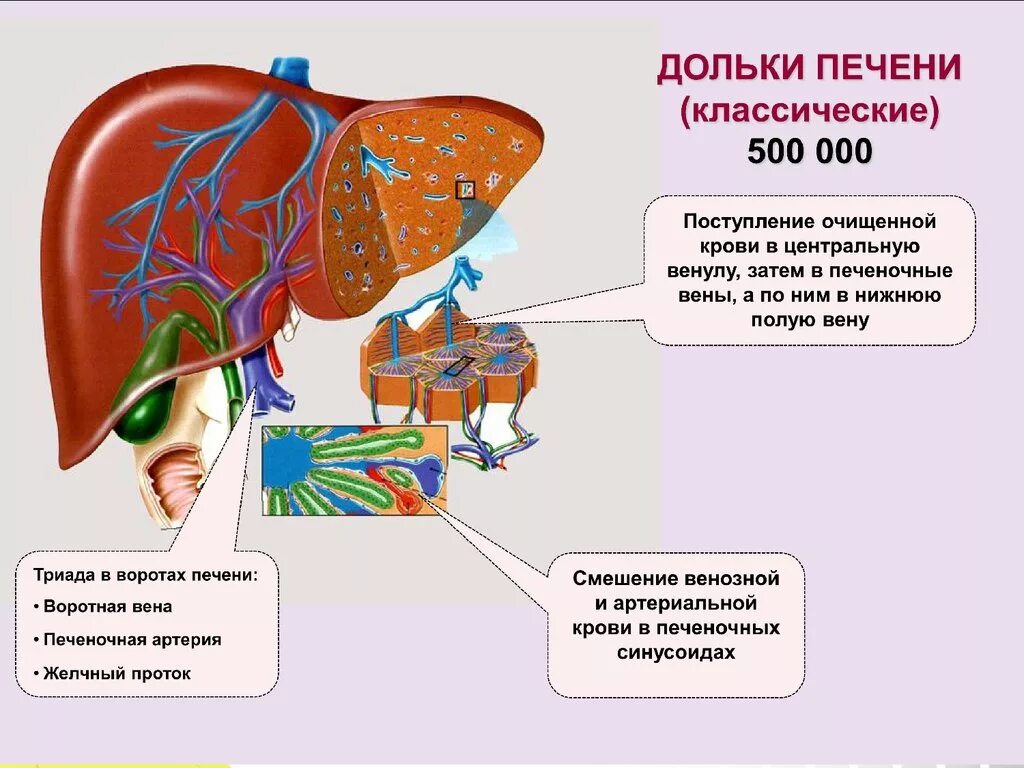 Печень вырабатывает сок. Строение печени. Печень человека строение и функции.