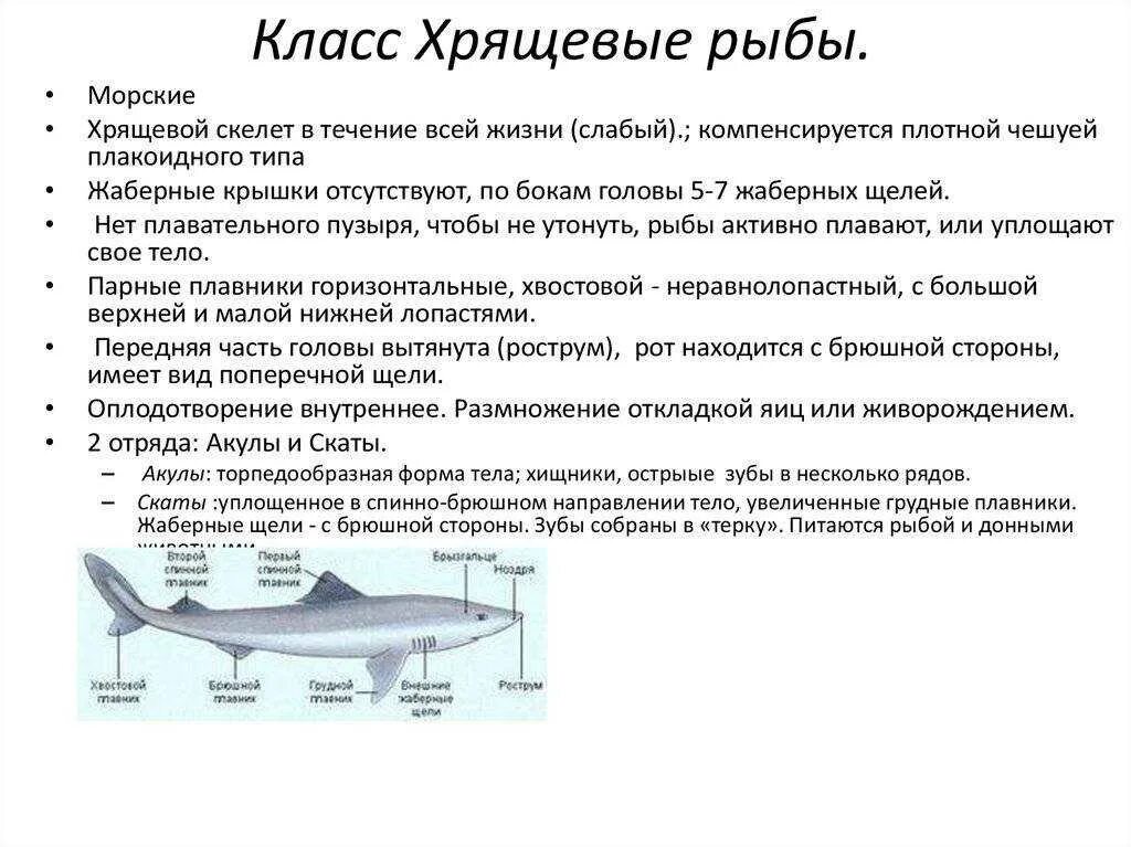 Характеристика групп рыб. Характеристика класса хрящевые рыбы. Общая характеристика хрящевых рыб 7 класс. Класс хрящевые рыбы общая характеристика. Характеристика класс рыб хрящевые биология 7 класс.