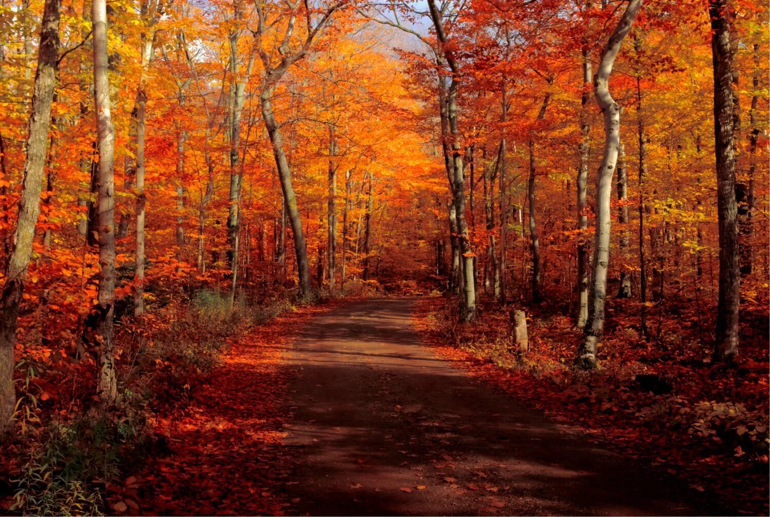 During the fall. Кузги барглар.