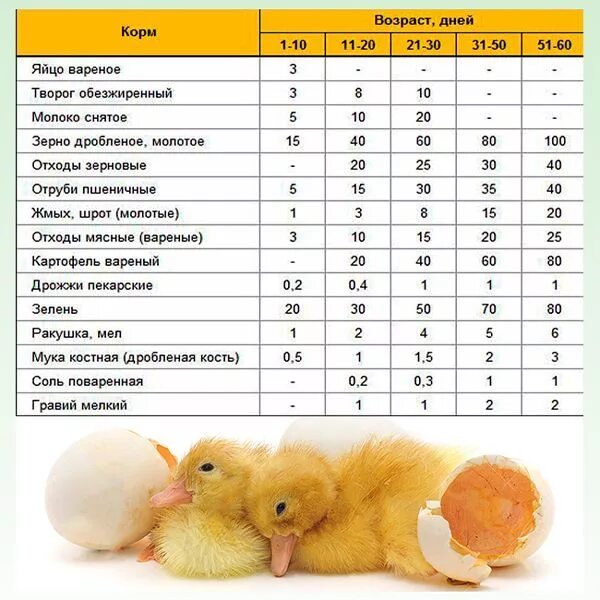 Чем кормить суточных гусят. Рацион кормления утят с 1 дня. Таблица кормления утят с первых дней жизни в домашних. Схема кормления уток мулардов. Рацион кормления утят суточных.