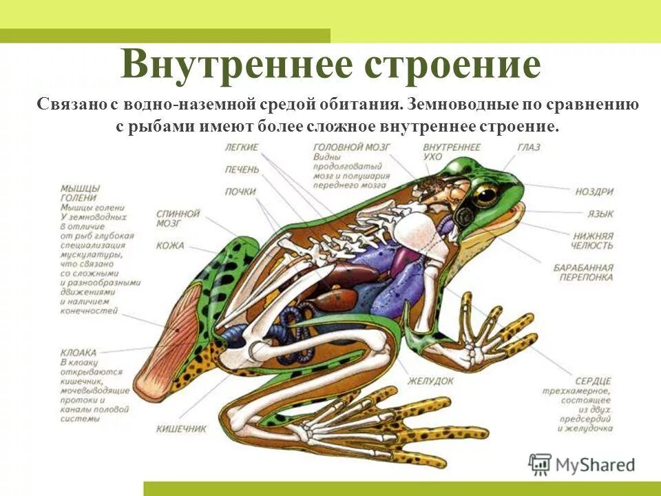 Особенности строения класса земноводные. Внутренне строение амфибии лягушки. бесхвостые земноводные внутреннее строение. строение земноводные 7 класс биология. внутреннее строение лягушки озерной.