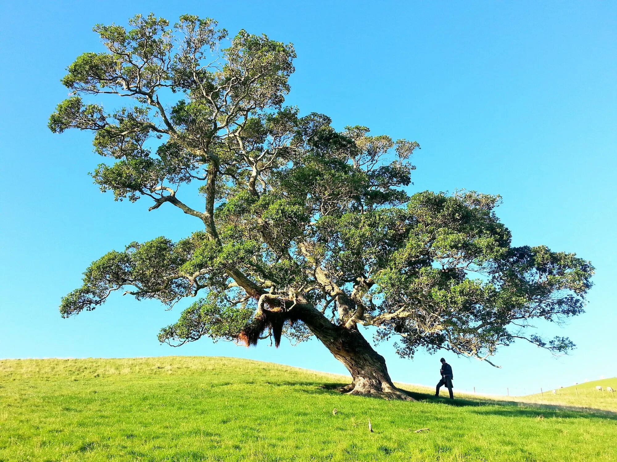 Nearer tree