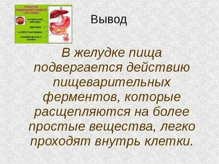Жиры расщепляются ферментами какими
