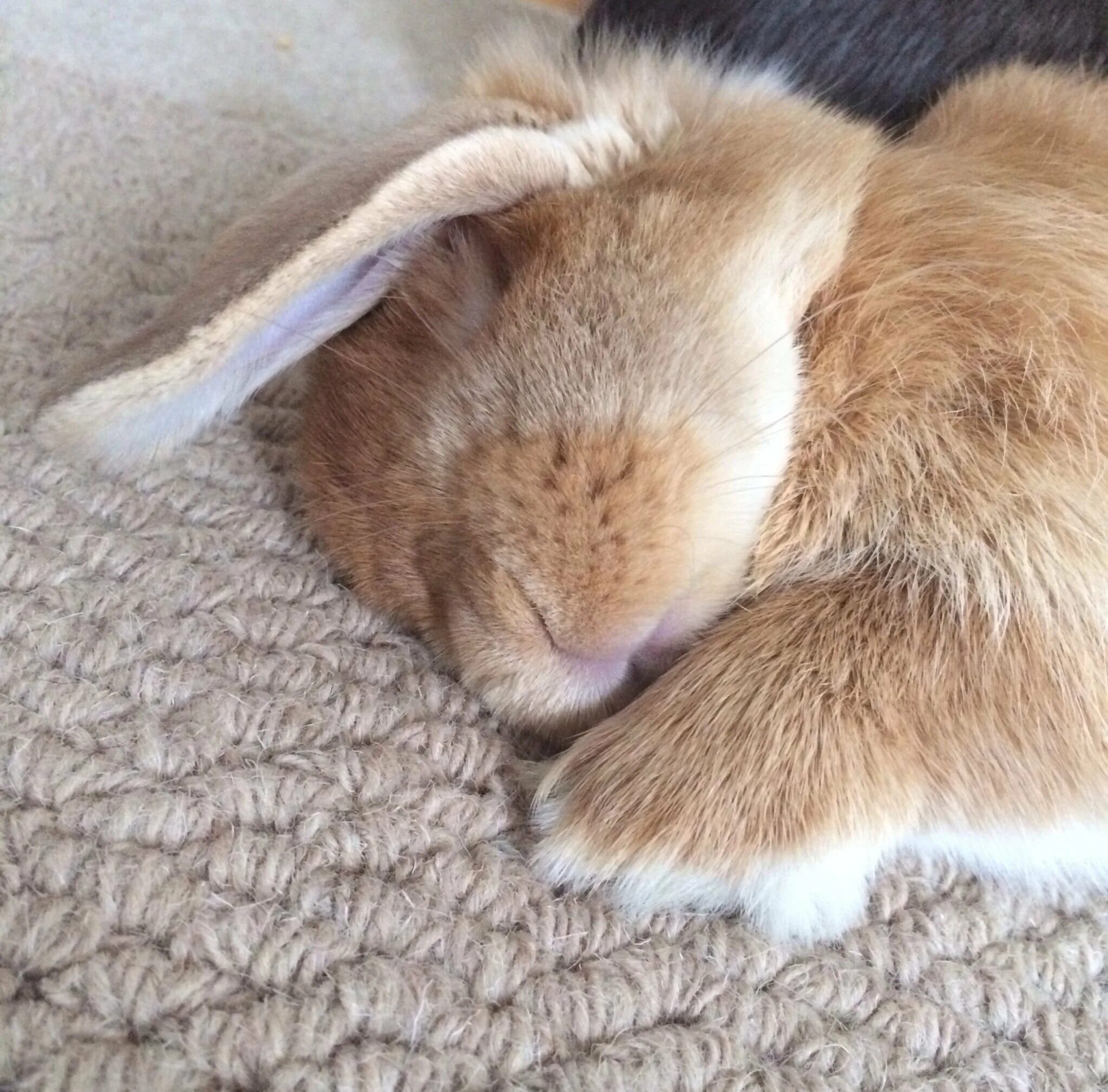 Хвост кролика. Хвостик кролика. Спящие кролики. Сонный Зайка.