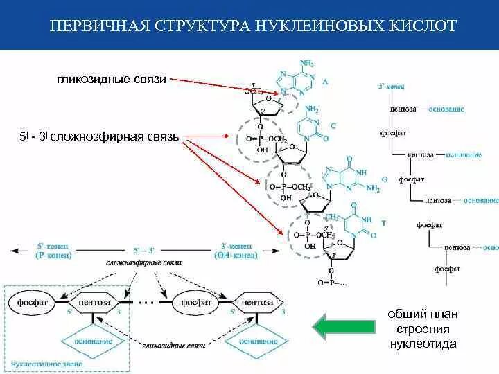 Связи в нуклеиновых кислотах. Строение нуклеиновых кислот первичная структура. Пептидная связь в нуклеиновых кислотах. Первичная структура нуклеиновых кислот фосфодиэфирная связь. Первичная структура нуклеиновых кислот ДНК.