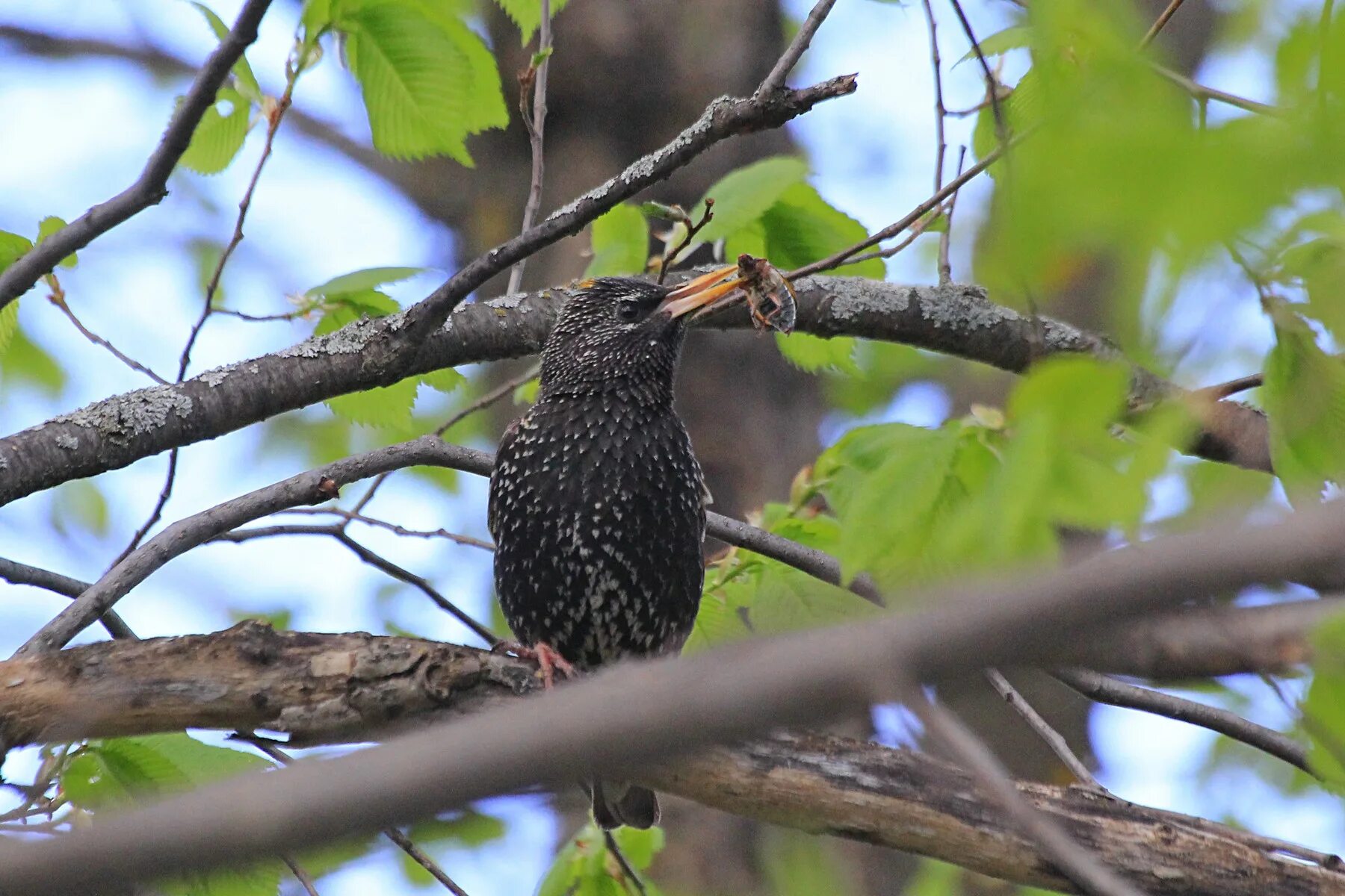 браминский скворец. тристрамов длиннохвостый скворец. гнездо скворца. обыкновенный скворец скворцов. скворец на вишне.