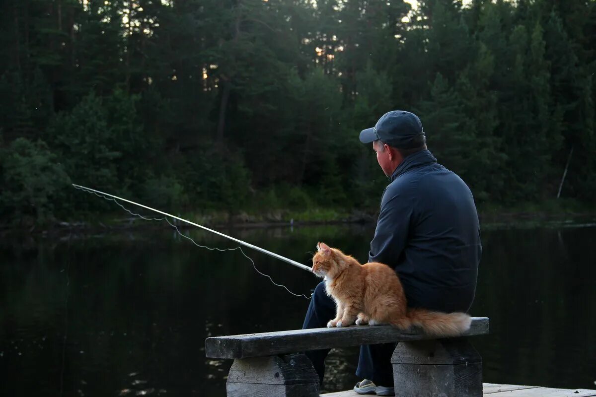 Ловлю роль. Кот Рыбак. Кот на рыбалке. Кот с удочкой. Кот ловит рыбу.