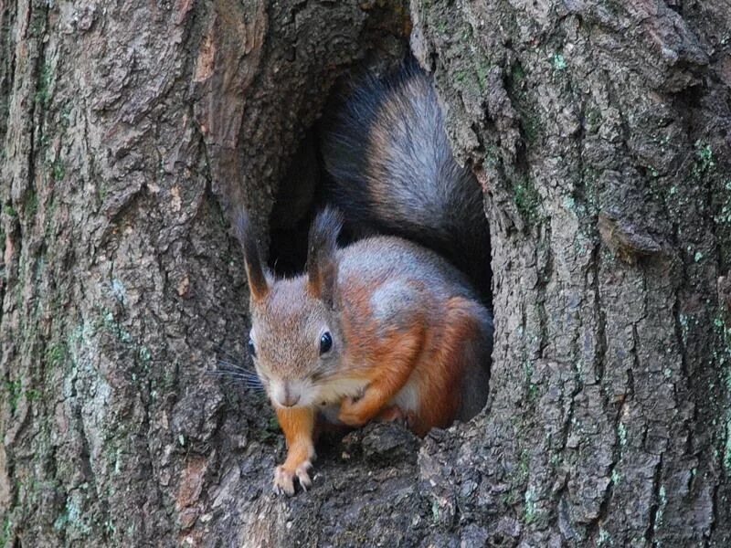 Образ жизни белки. Где живет белка. Где жила белка. Дупло белки зимой. Дом для белки.