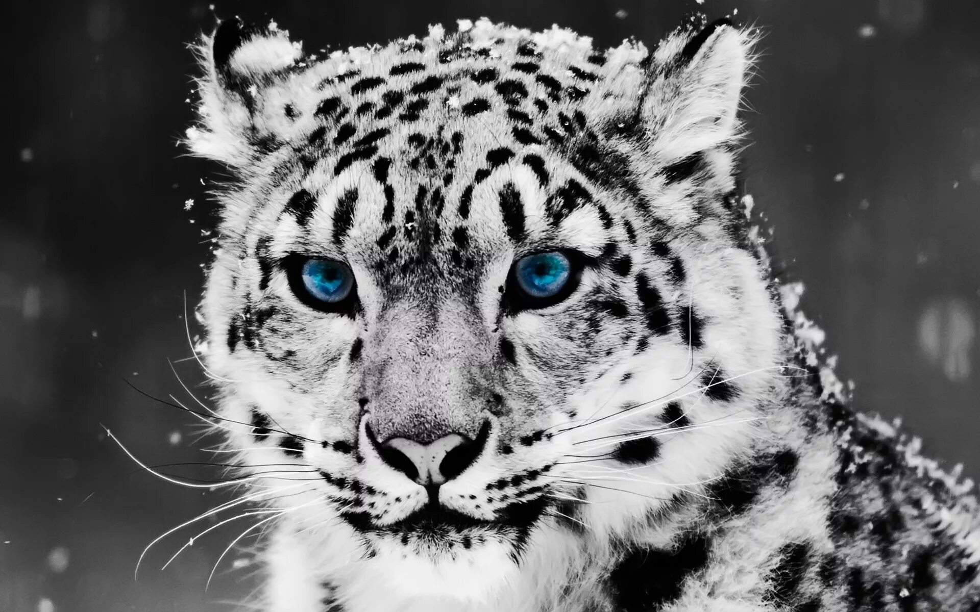 5 любых картинок. Снежный Барс леопард Snow Leopard Ирбис. Irbis Tiger. Ирбис белый.