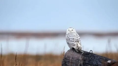 Полярная сова северный олень