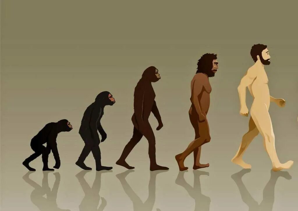 Покажи человека обезьяну. Эволюция Дарвин хомо. Ступени эволюции человека по Дарвину. Хомо сапиенс обезьяна. Эволюция обезьяны в человека.