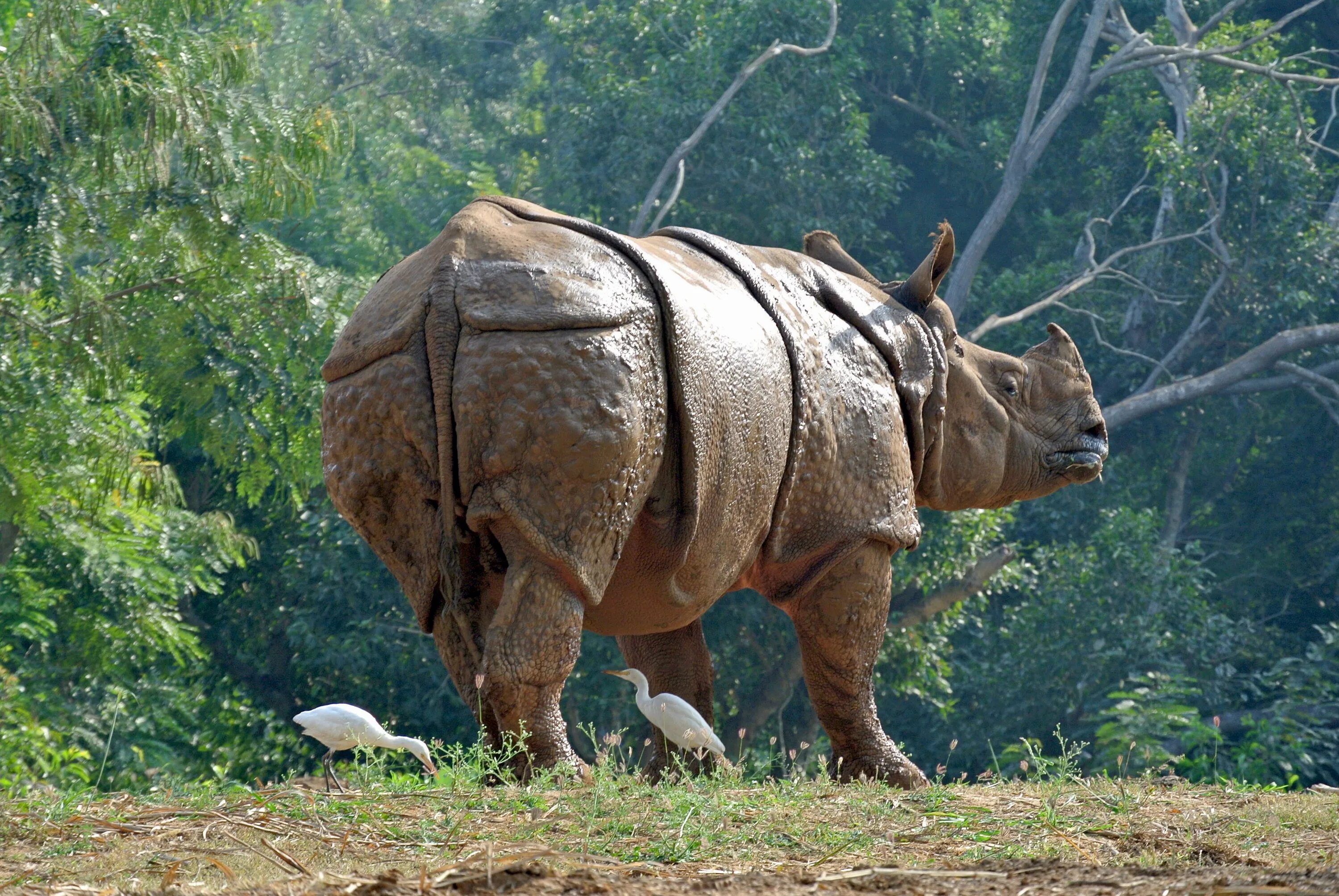 Kaziranga National Park. Индийский носорог. Носороги в дикой природе Индии. Панцирный носорог. Обитатели индийского