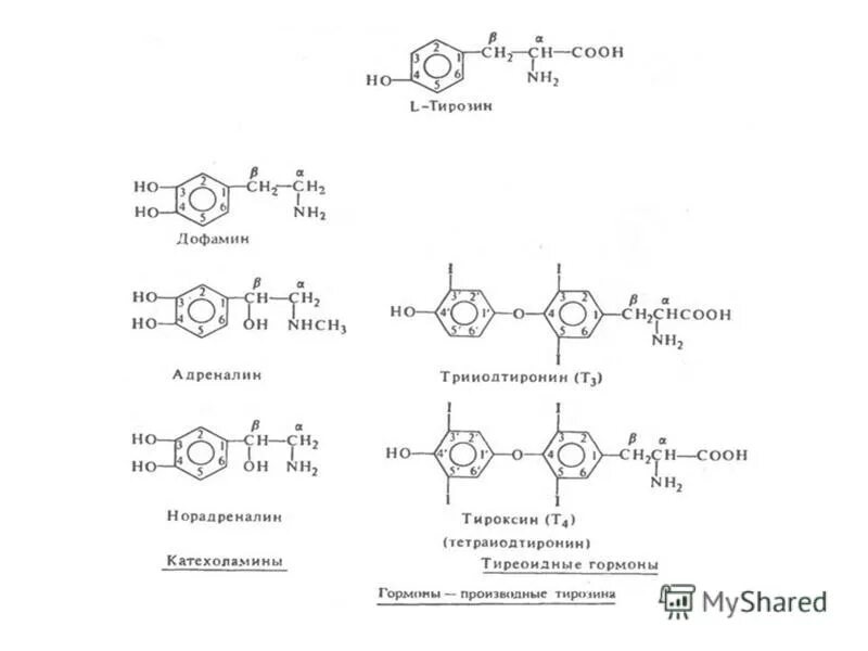 что такое тирозин