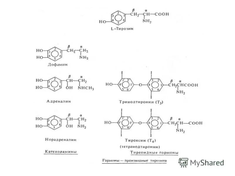 Тирозин что это такое. Тирозин строение. Норадреналин производное аминокислоты. Тирозин структурная формула. Тирозин аминокислота формула.